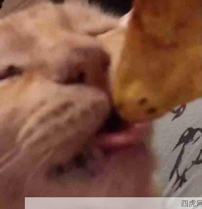 没有丑猫我怎么活
