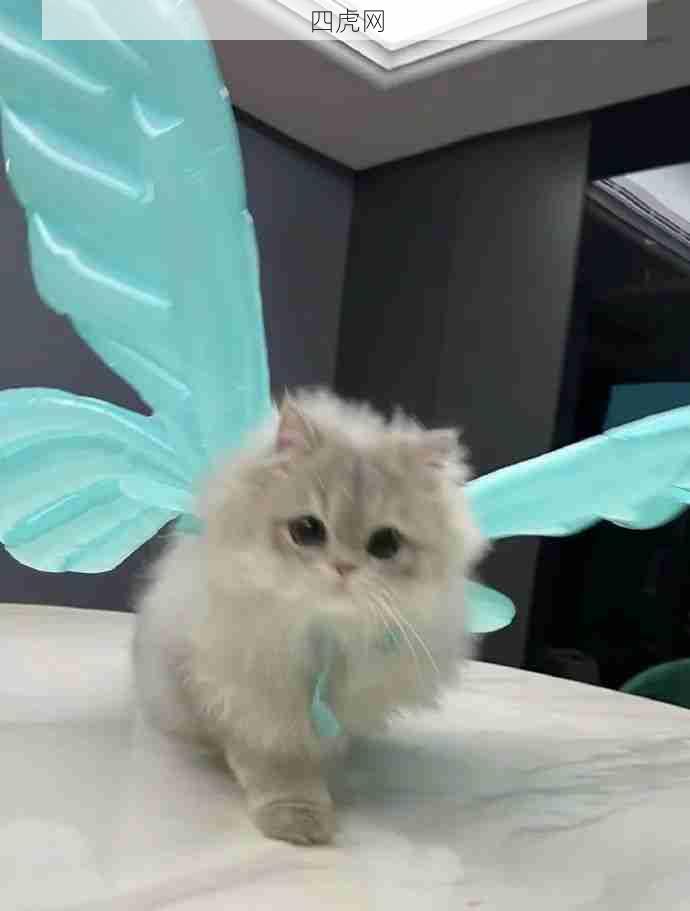 天使猫猫心！好美丽的小猫！