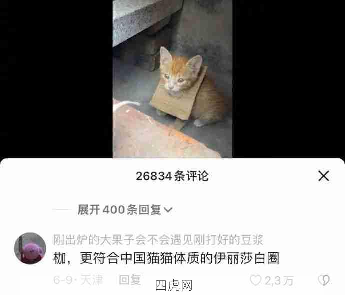 更适合中国猫猫体质的伊丽莎白圈